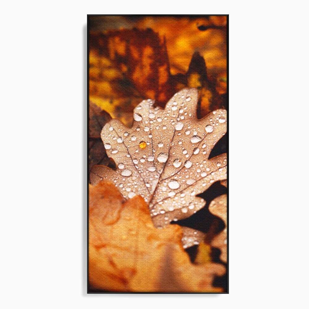 Tablou canvas cu frunza de stejar cu picaturi de roua, in rama de aluminiu negru