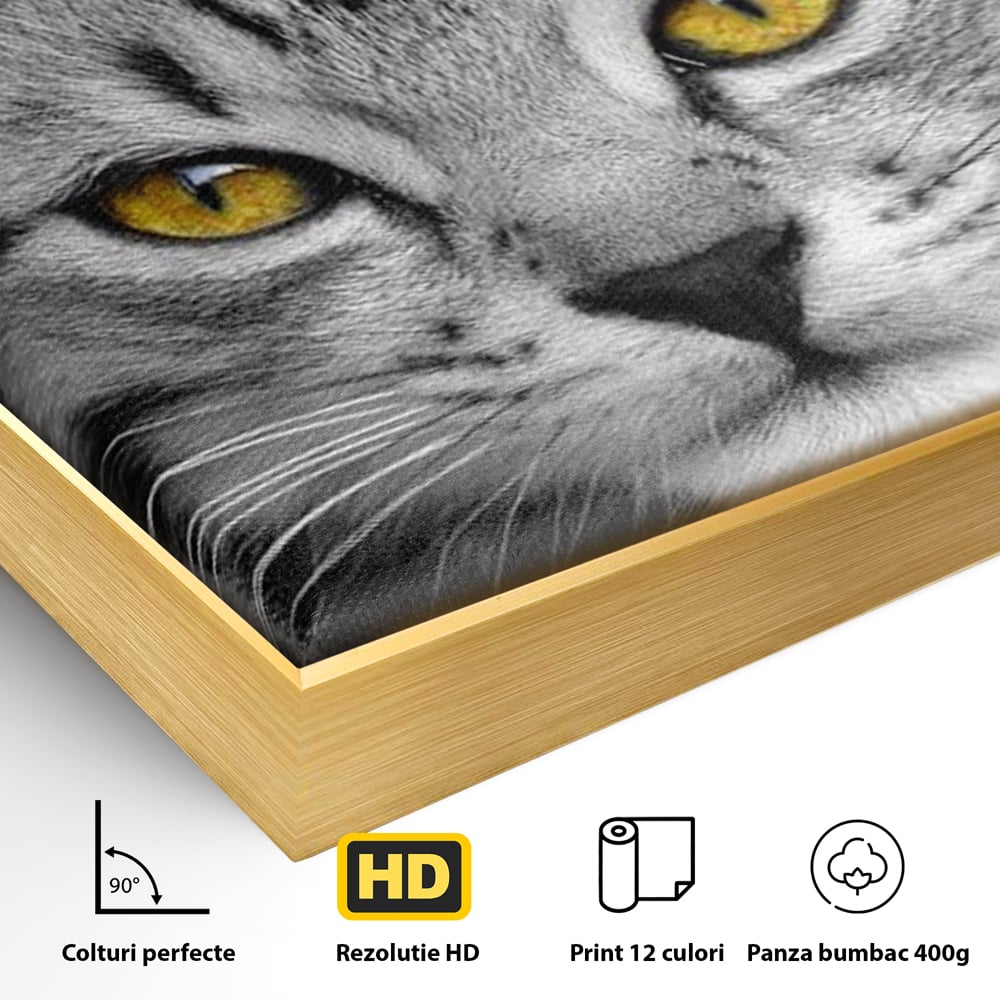 Detaliu al suprafetei: tablou canvas cu o pisica alb-negru si ochi galbeni, in rama de aluminiu auriu
