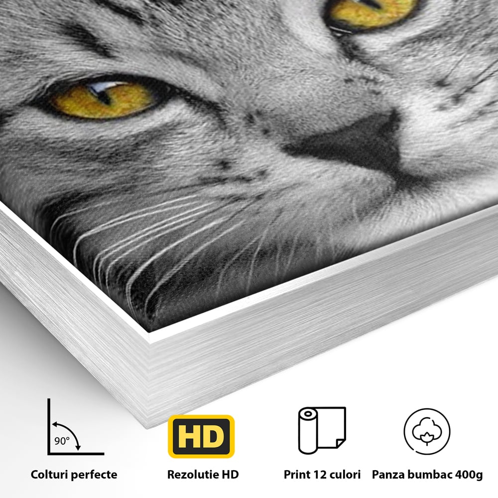 Detaliu al suprafetei: tablou canvas cu o pisica alb-negru si ochi galbeni, in rama de aluminiu argintiu