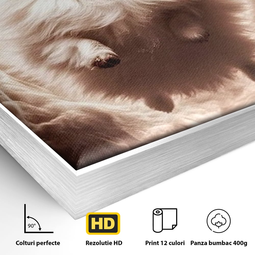 Detaliu al suprafetei: tablou canvas cu caine pomeranian pufos, in rama de aluminiu argintiu