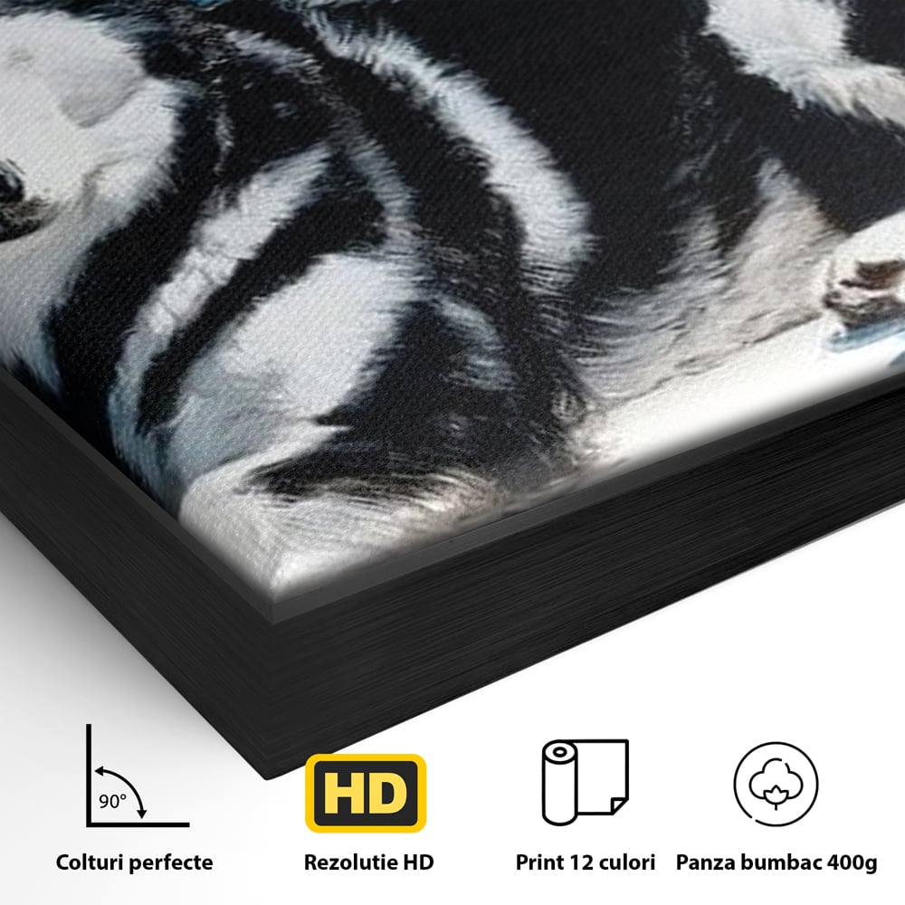 Detaliu al suprafetei: tablou canvas cu husky alb-negru, in rama de aluminiu negru