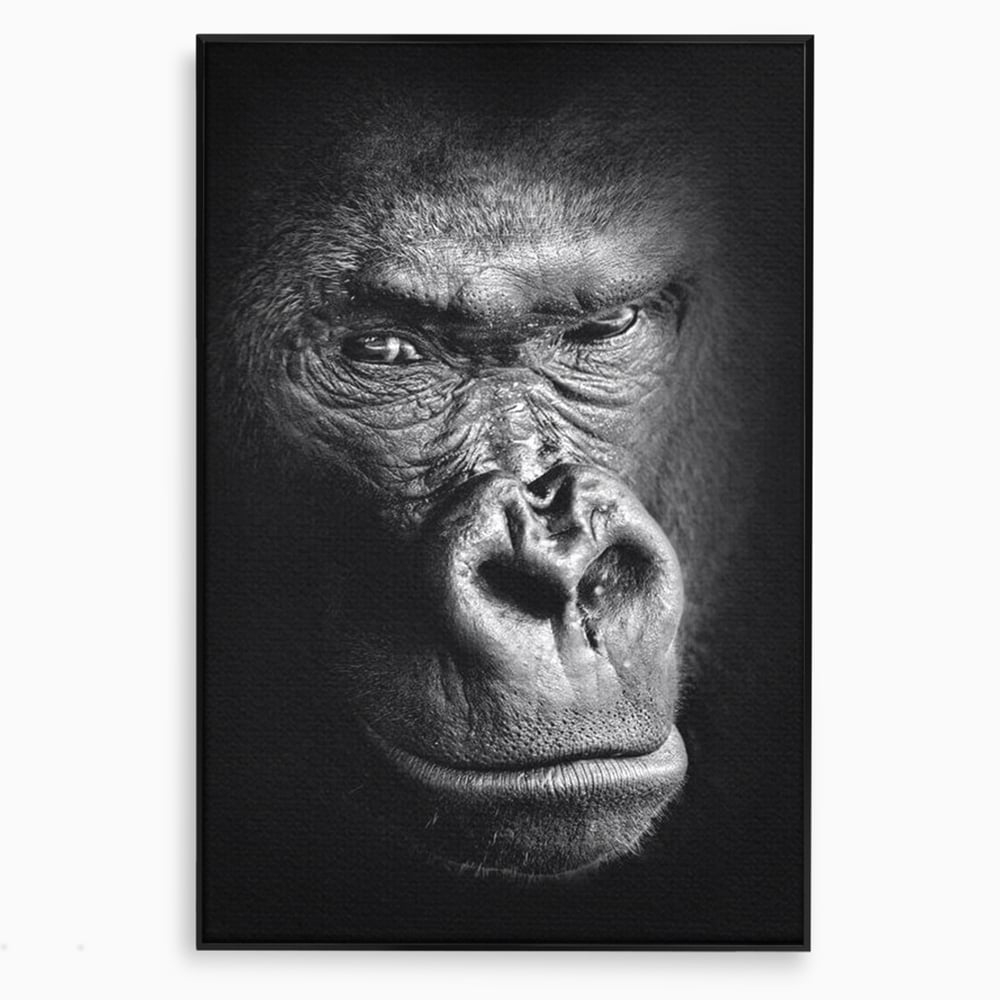 Tablou canvas cu tablou canvas cu portret de gorila, in rama de aluminiu negru