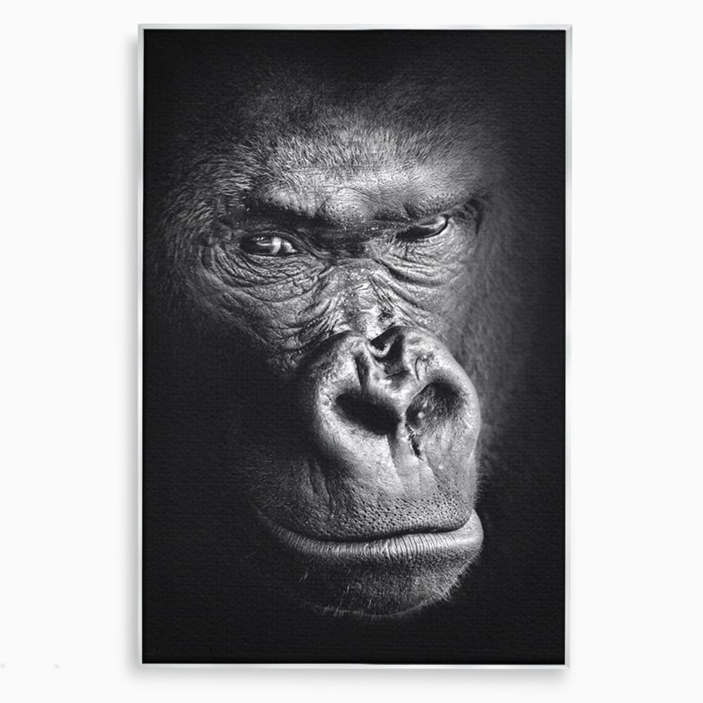 Tablou canvas cu tablou canvas cu portret de gorila, in rama de aluminiu argintiu