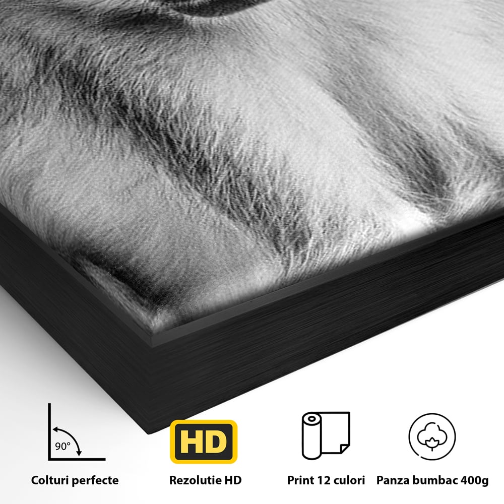 Detaliu al suprafetei: tablou canvas cu maimuta in alb si negru, in rama de aluminiu negru