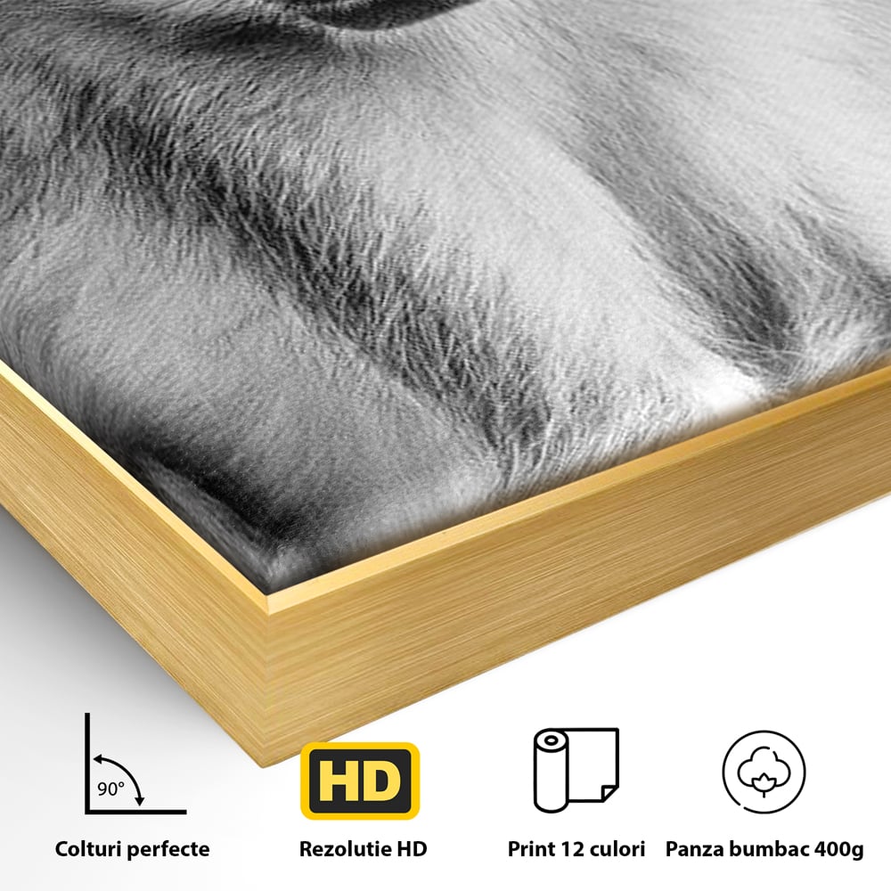 Detaliu al suprafetei: tablou canvas cu maimuta in alb si negru, in rama de aluminiu auriu