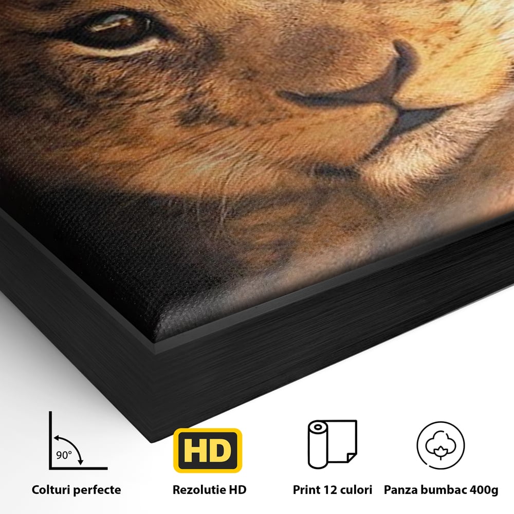 Detaliu al suprafetei: tablou canvas cu portret de pui de leu, in rama de aluminiu negru
