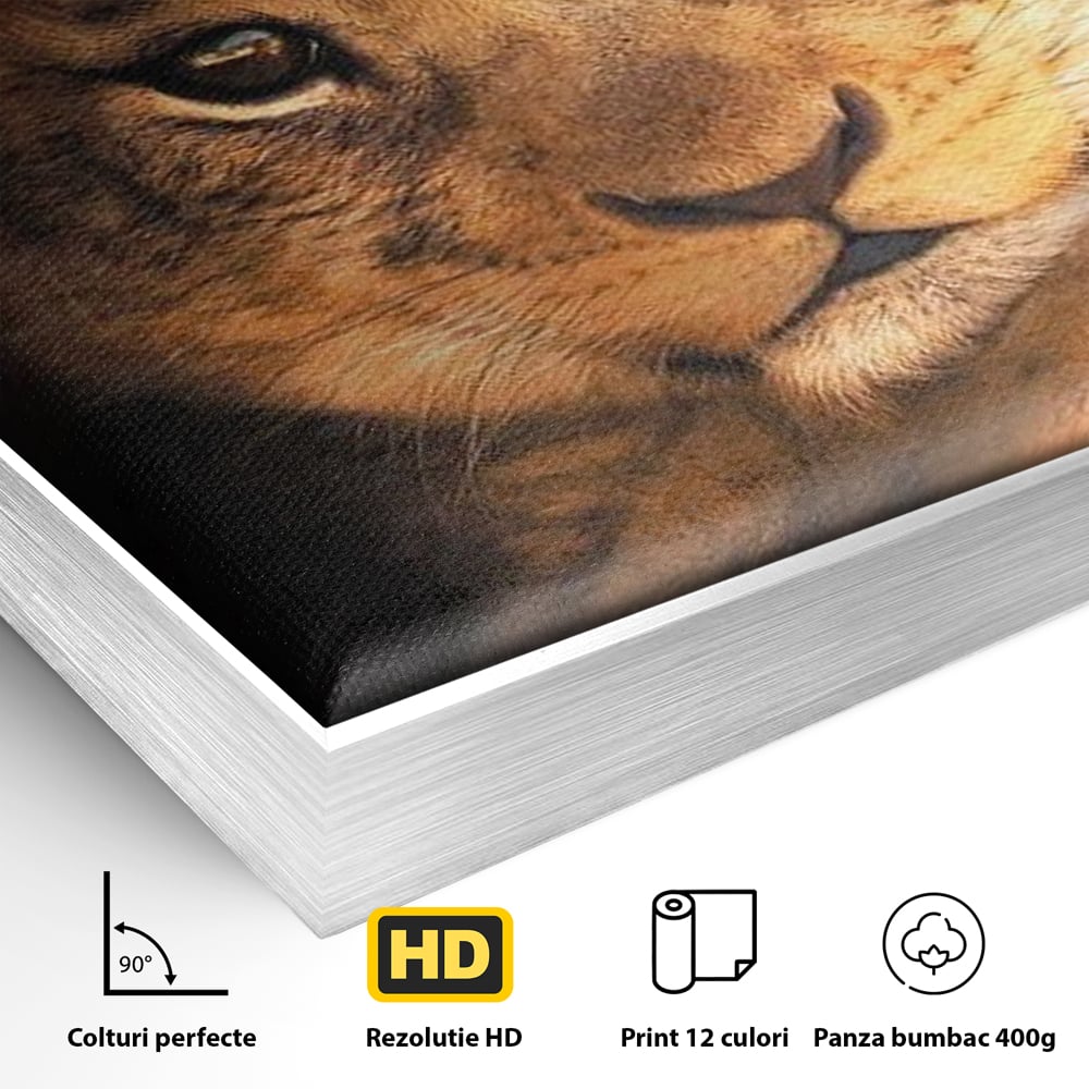 Detaliu al suprafetei: tablou canvas cu portret de pui de leu, in rama de aluminiu argintiu