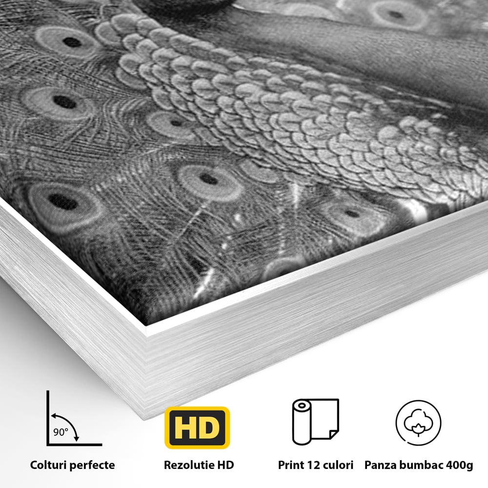Detaliu al suprafetei: tablou canvas cu paun in alb si negru, in rama de aluminiu argintiu