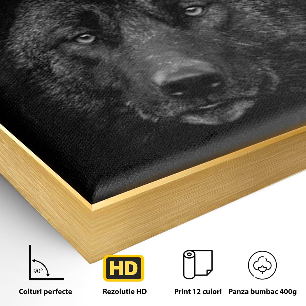 Detaliu al suprafetei: tablou canvas cu portret de lup negru, in rama de aluminiu auriu