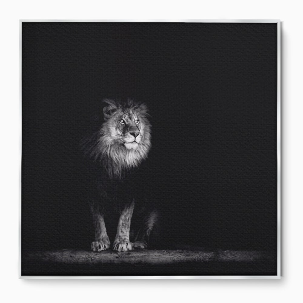 Tablou canvas cu tablou canvas cu leu alb-negru, in rama de aluminiu argintiu