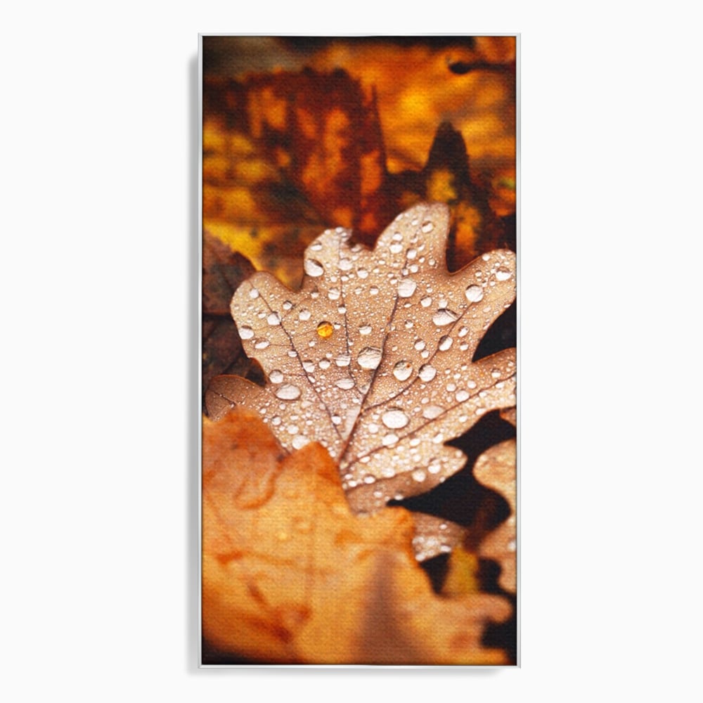 Tablou canvas cu frunza de stejar cu picaturi de roua, in rama de aluminiu argintiu
