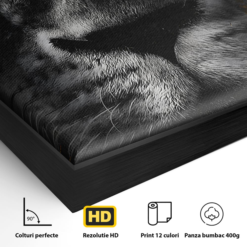Detaliu al suprafetei: tablou canvas cu leu si ochi albastri, in rama de aluminiu negru