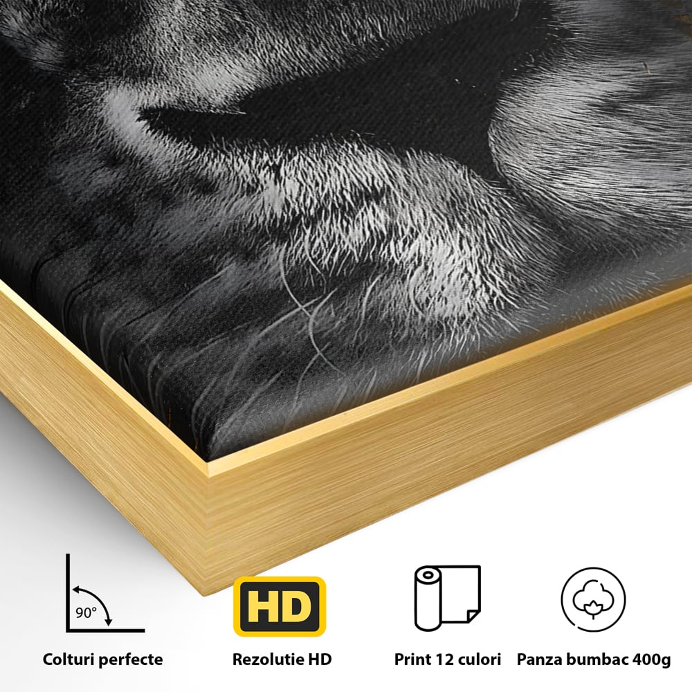 Detaliu al suprafetei: tablou canvas cu leu si ochi albastri, in rama de aluminiu auriu