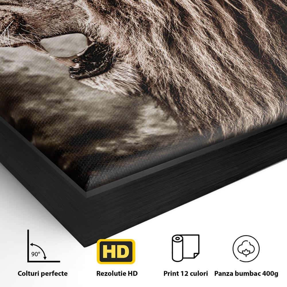 Detaliu al suprafetei: tablou canvas cu leu racnind, in rama de aluminiu negru