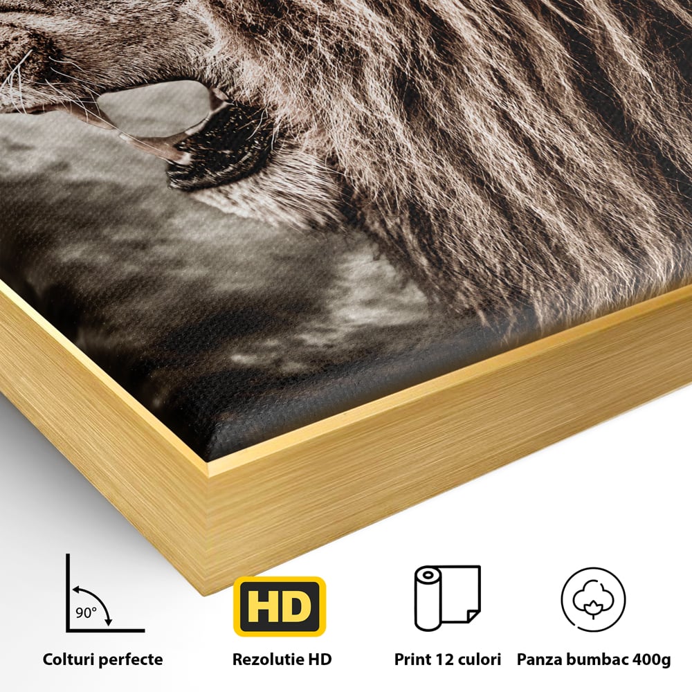 Detaliu al suprafetei: tablou canvas cu leu racnind, in rama de aluminiu auriu