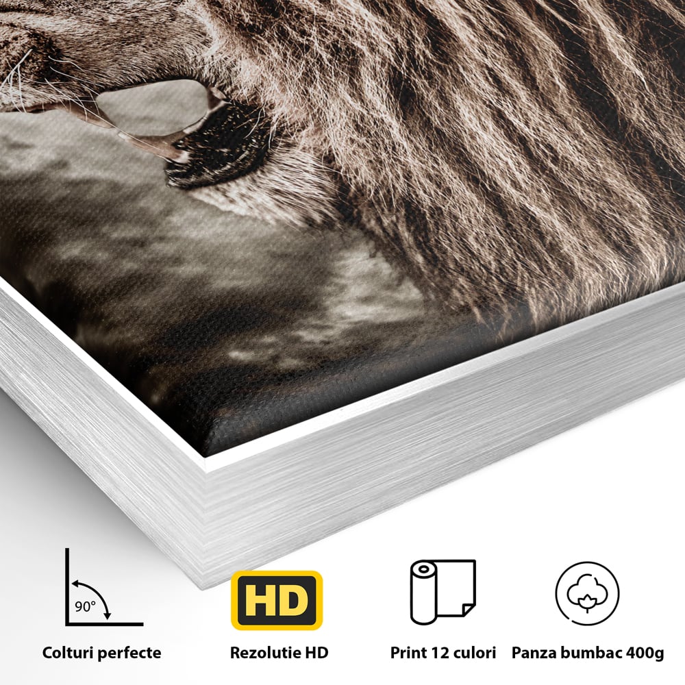 Detaliu al suprafetei: tablou canvas cu leu racnind, in rama de aluminiu argintiu