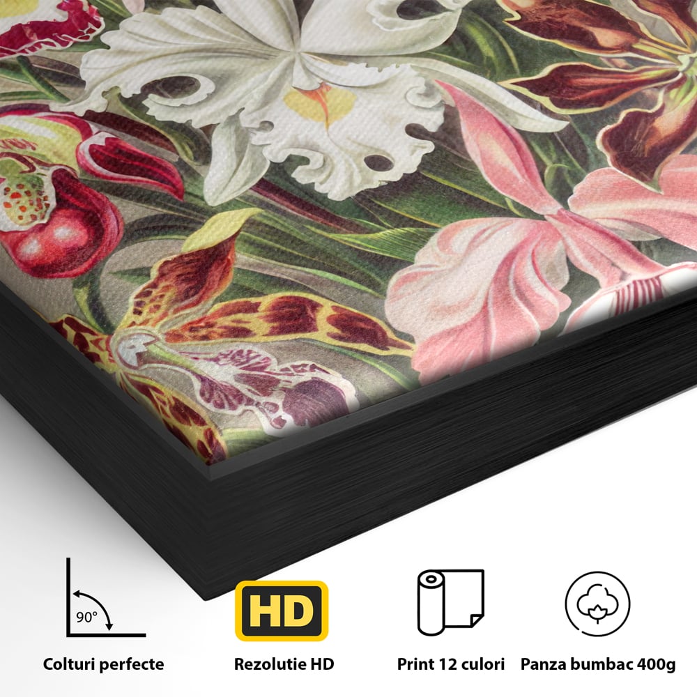 Detaliu al suprafetei: ilustratie botanica cu orhidee multicolore, in rama de aluminiu negru