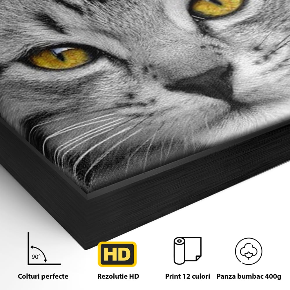 Detaliu al suprafetei: tablou canvas cu o pisica alb-negru si ochi galbeni, in rama de aluminiu negru