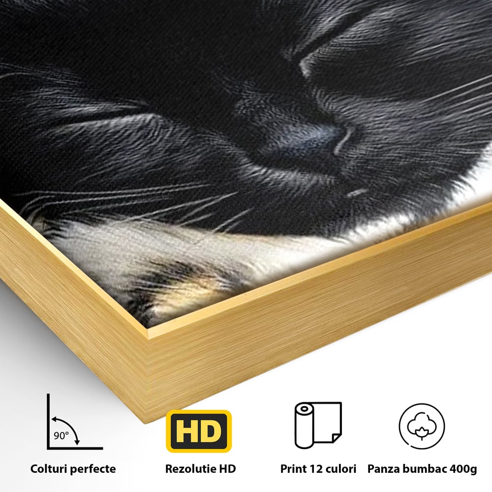 Detaliu al suprafetei: tablou canvas cu pisica neagra dormind, in rama de aluminiu auriu