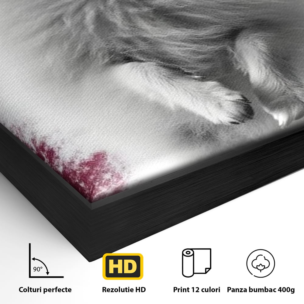 Detaliu al suprafetei: tablou canvas cu caine pomeranian alb, in rama de aluminiu negru
