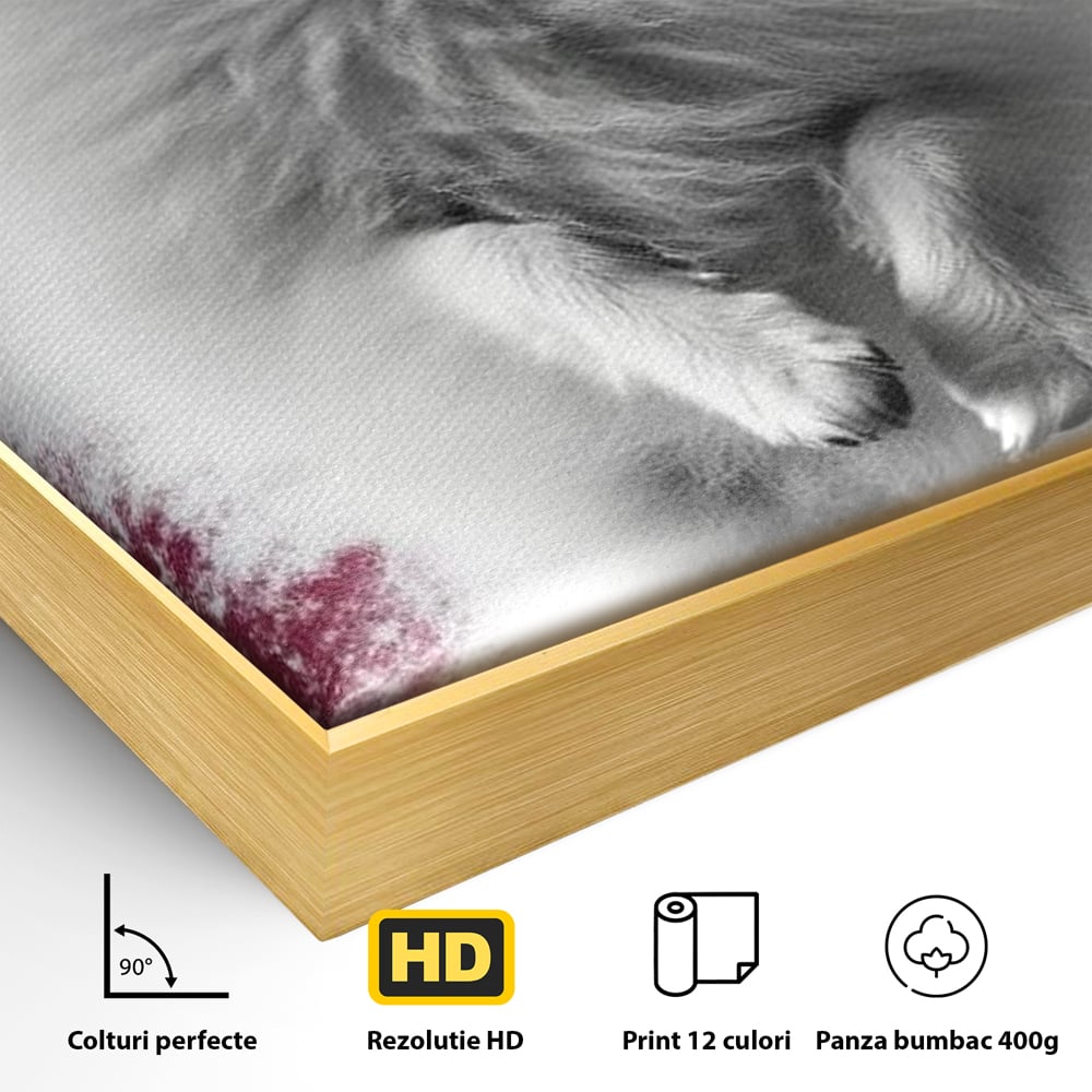 Detaliu al suprafetei: tablou canvas cu caine pomeranian alb, in rama de aluminiu auriu