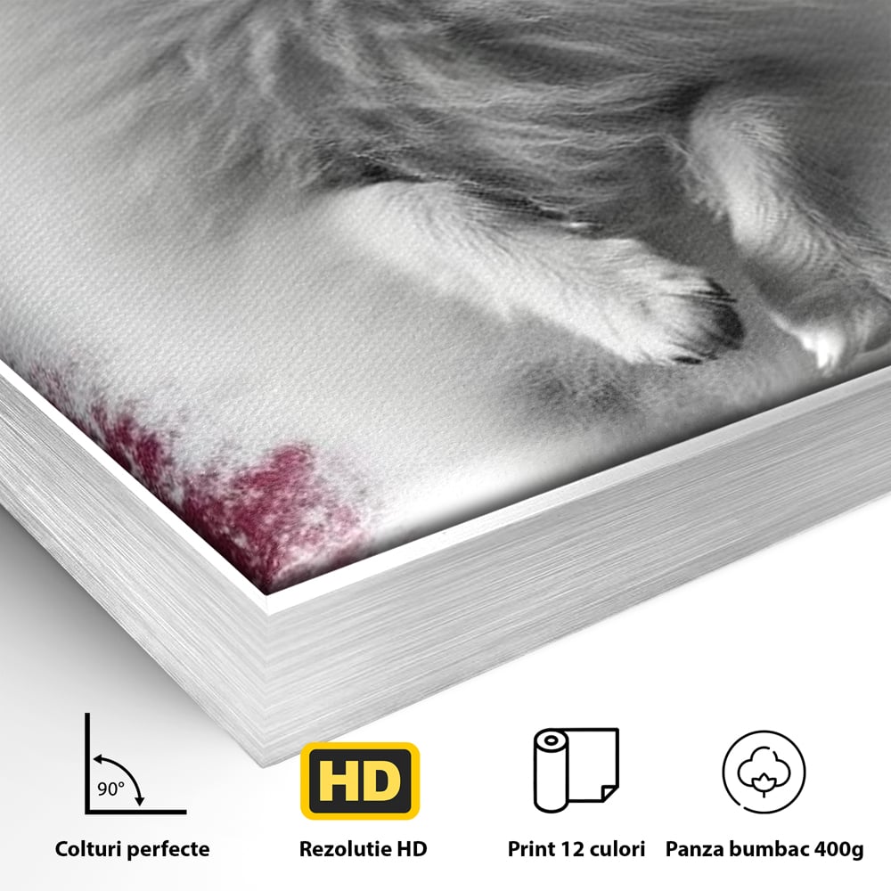 Detaliu al suprafetei: tablou canvas cu caine pomeranian alb, in rama de aluminiu argintiu