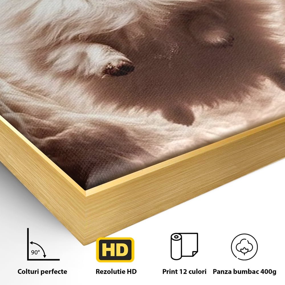 Detaliu al suprafetei: tablou canvas cu caine pomeranian pufos, in rama de aluminiu auriu