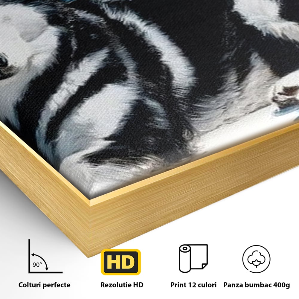 Detaliu al suprafetei: tablou canvas cu husky alb-negru, in rama de aluminiu auriu