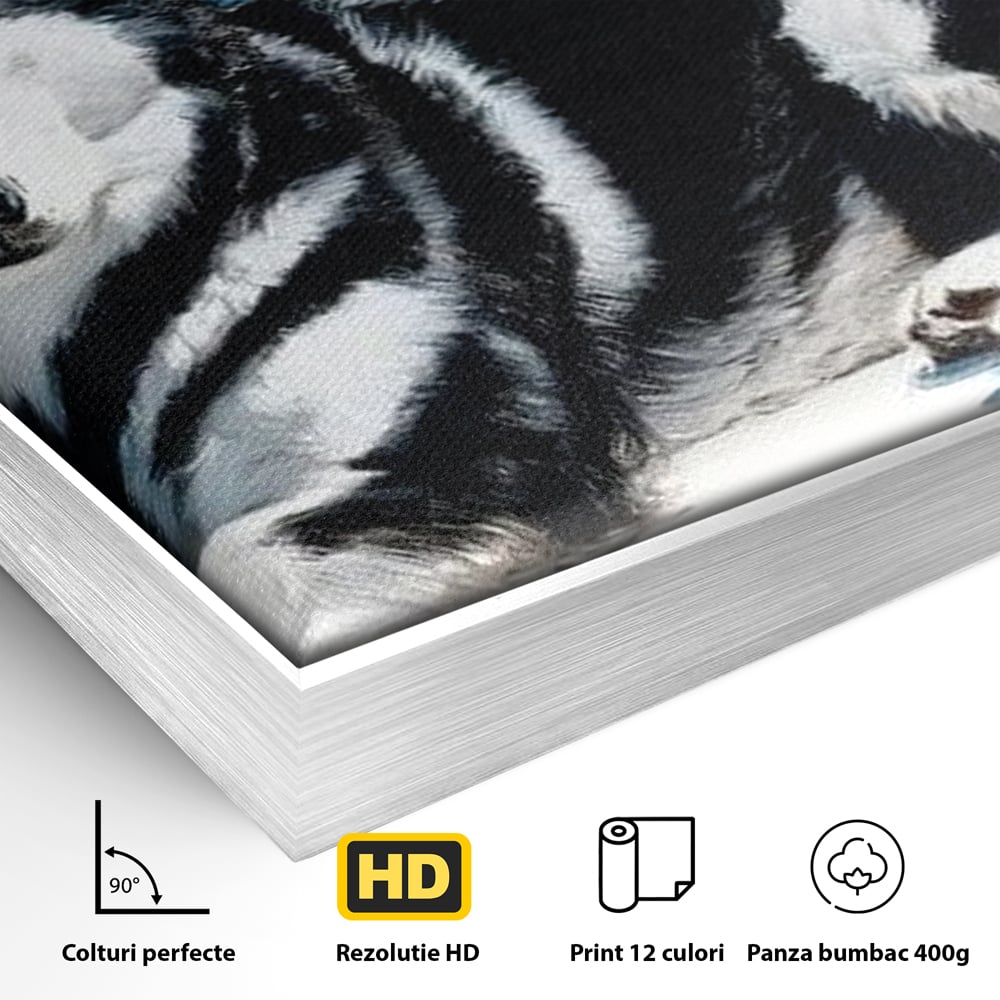 Detaliu al suprafetei: tablou canvas cu husky alb-negru, in rama de aluminiu argintiu