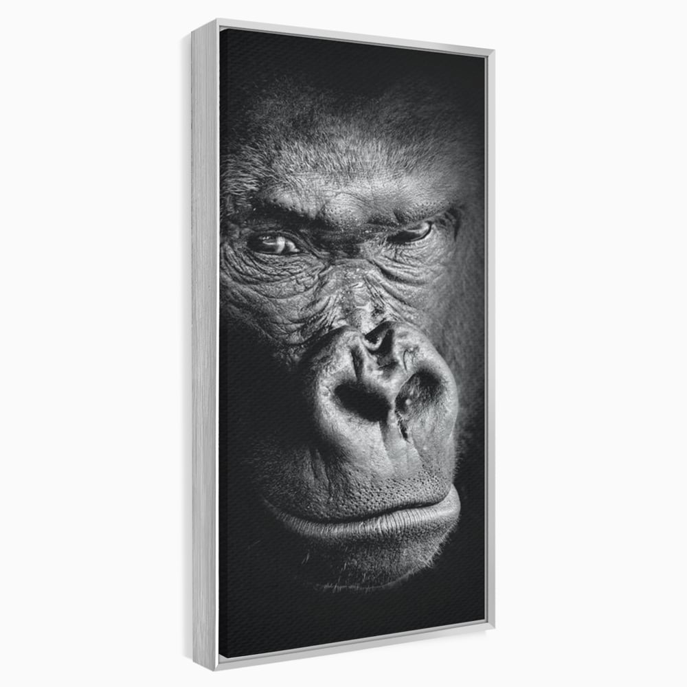 Tablou canvas cu tablou canvas cu portret de gorila, in rama de aluminiu argintiu