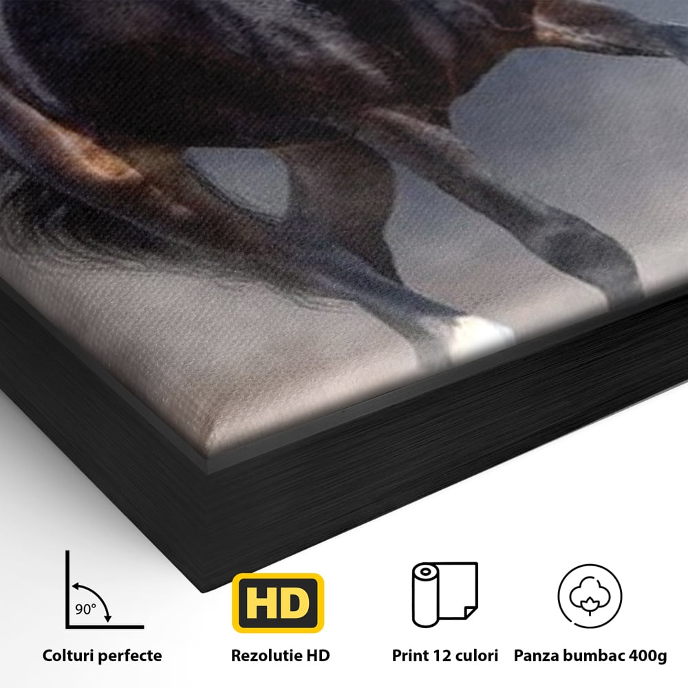 Detaliu al suprafetei: tablou canvas cu cal negru in galop, in rama de aluminiu negru