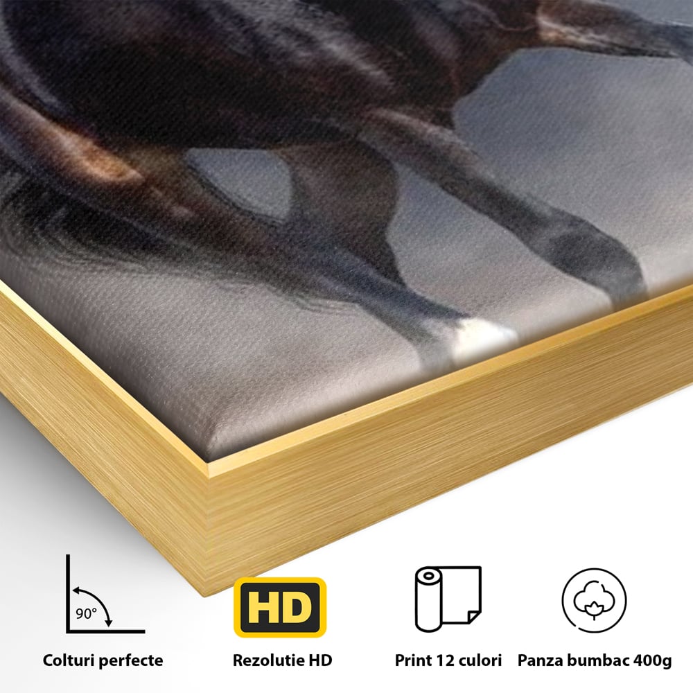Detaliu al suprafetei: tablou canvas cu cal negru in galop, in rama de aluminiu auriu