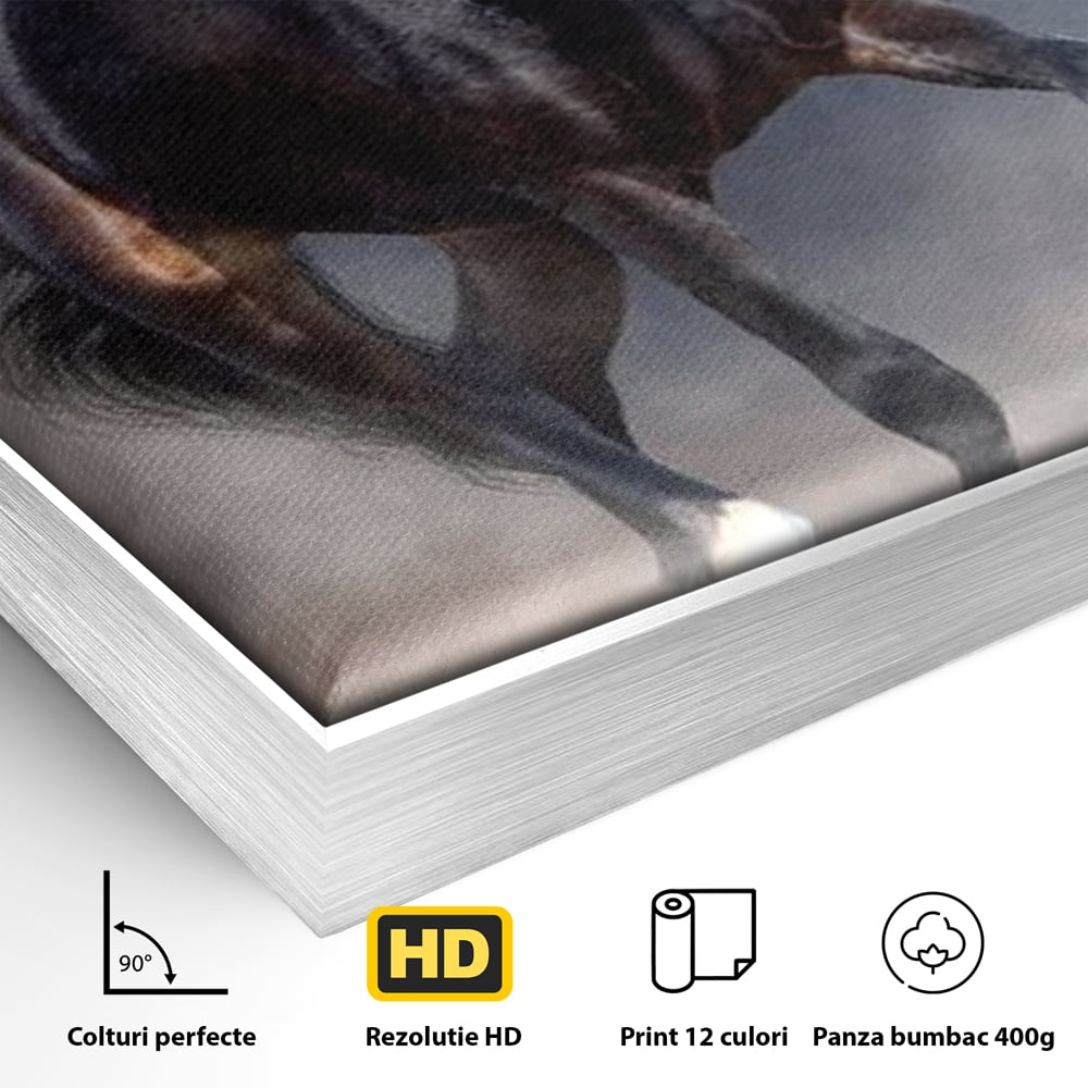 Detaliu al suprafetei: tablou canvas cu cal negru in galop, in rama de aluminiu argintiu