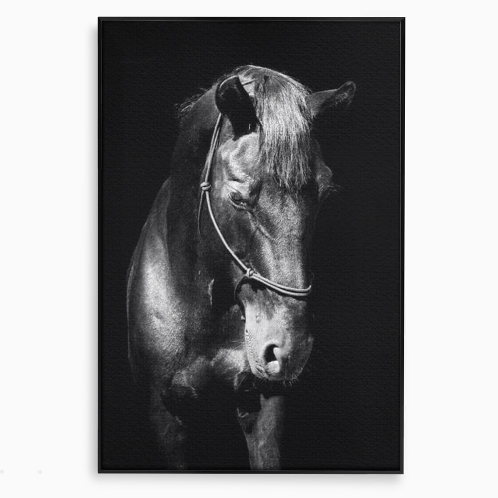 Tablou canvas cu tablou canvas cu un cal negru, in rama de aluminiu negru