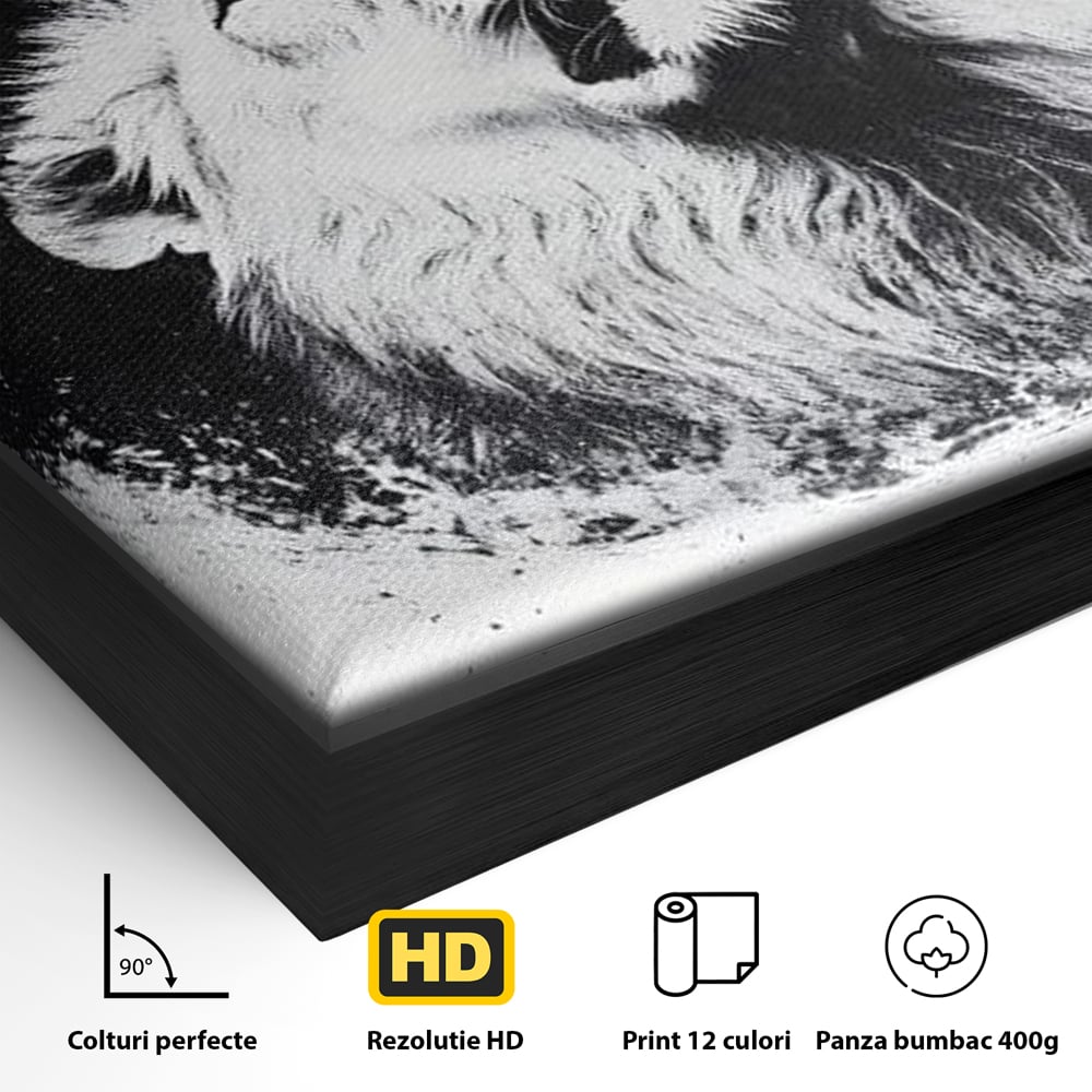 Detaliu al suprafetei: tablou canvas cu leu alb si negru, in rama de aluminiu negru