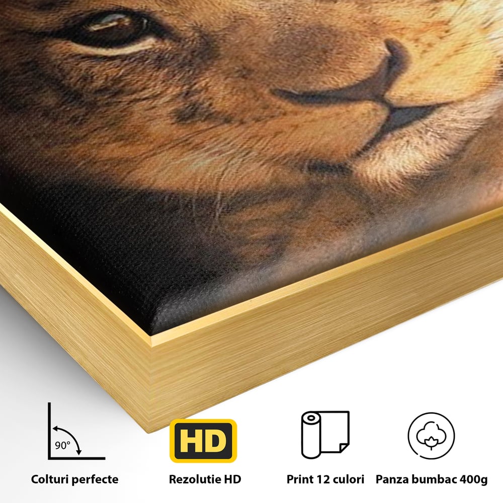 Detaliu al suprafetei: tablou canvas cu portret de pui de leu, in rama de aluminiu auriu