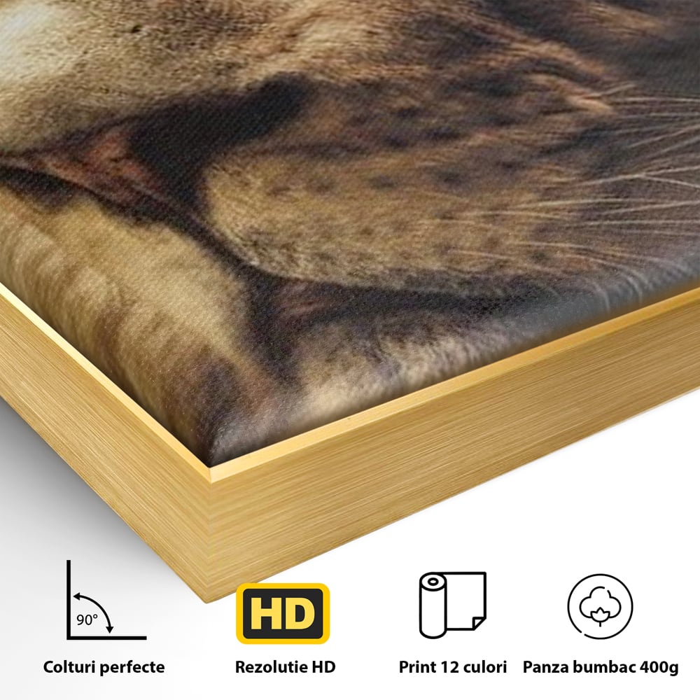 Detaliu al suprafetei: tablou canvas cu chip de leu, in rama de aluminiu auriu