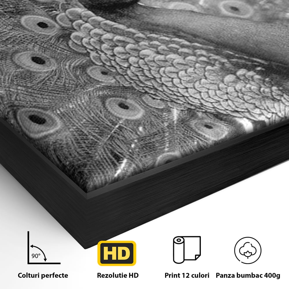 Detaliu al suprafetei: tablou canvas cu paun in alb si negru, in rama de aluminiu negru
