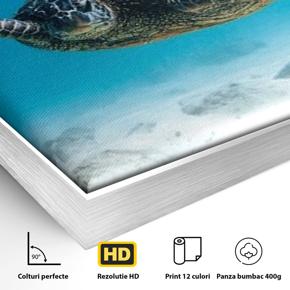 Detaliu al suprafetei: tablou canvas cu testoasa marina, in rama de aluminiu argintiu