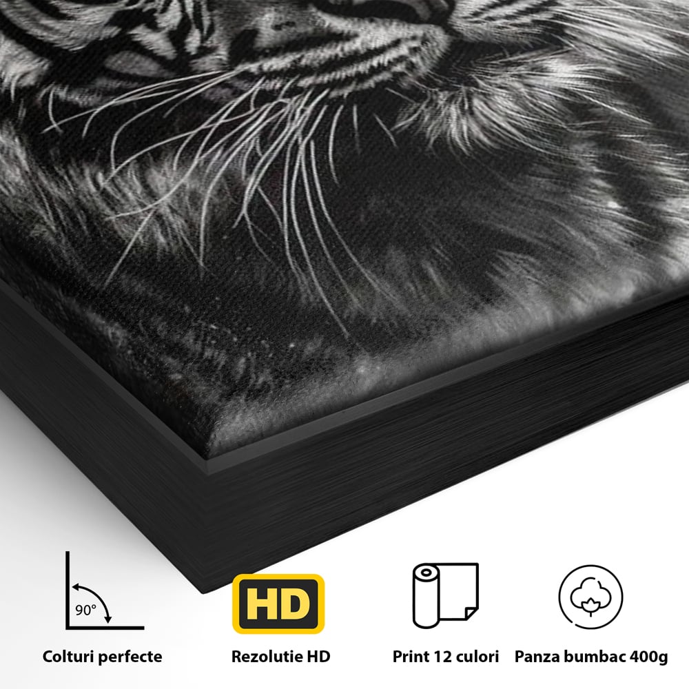Detaliu al suprafetei: tablou canvas portret tigru alb negru, in rama de aluminiu negru