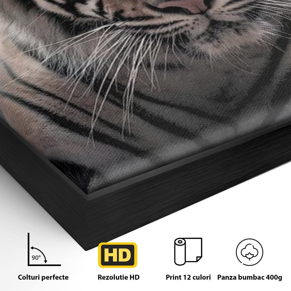 Detaliu al suprafetei: tablou canvas cu tigru la lumina stelelor, in rama de aluminiu negru