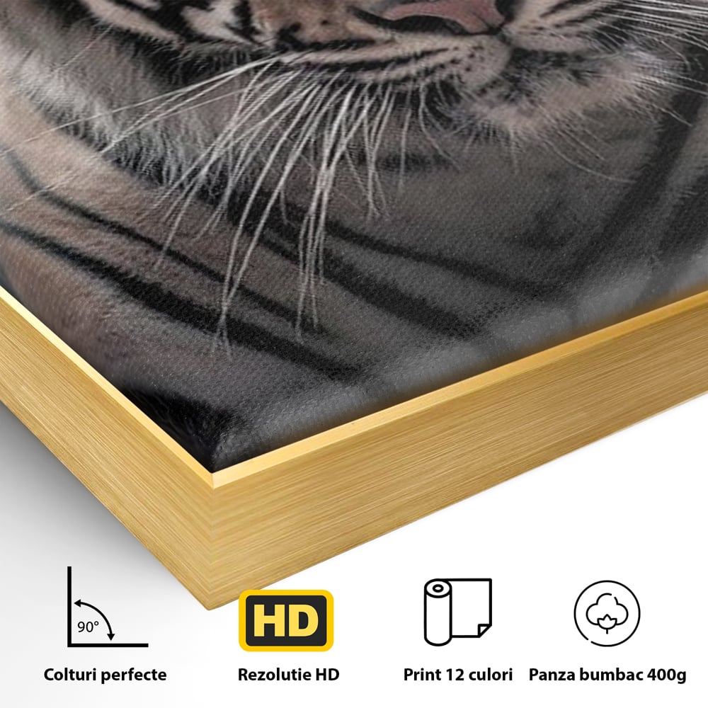 Detaliu al suprafetei: tablou canvas cu tigru la lumina stelelor, in rama de aluminiu auriu