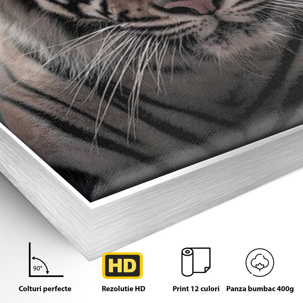 Detaliu al suprafetei: tablou canvas cu tigru la lumina stelelor, in rama de aluminiu argintiu