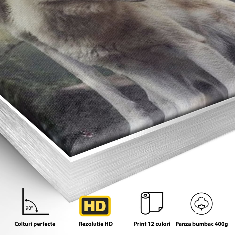Detaliu al suprafetei: tablou canvas cu doi lupi albi in padure, in rama de aluminiu argintiu