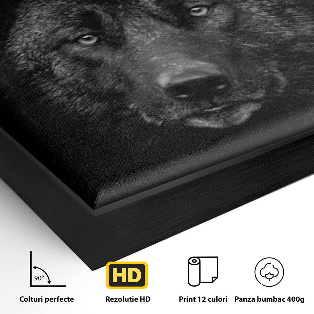 Detaliu al suprafetei: tablou canvas cu portret de lup negru, in rama de aluminiu negru
