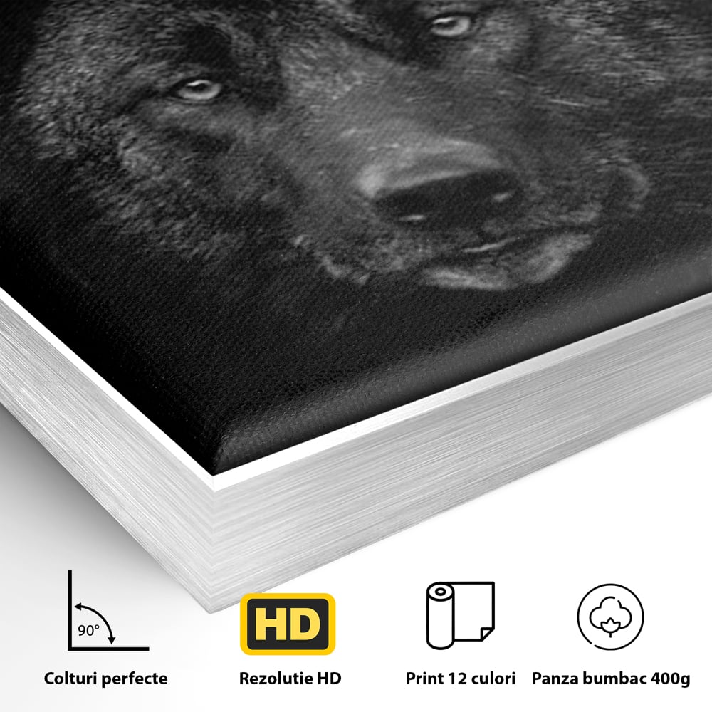 Detaliu al suprafetei: tablou canvas cu portret de lup negru, in rama de aluminiu argintiu