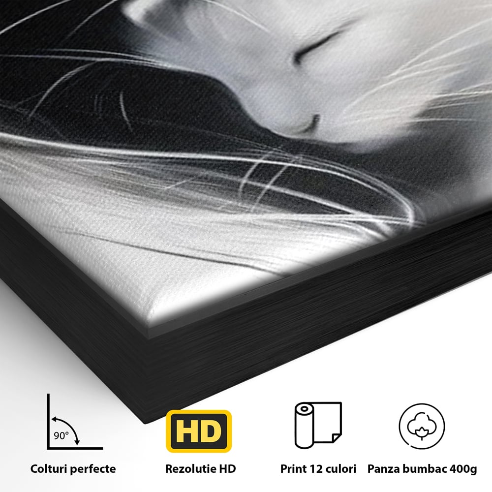 Detaliu al suprafetei: tablou canvas cu pisici alb si negru, in rama de aluminiu negru
