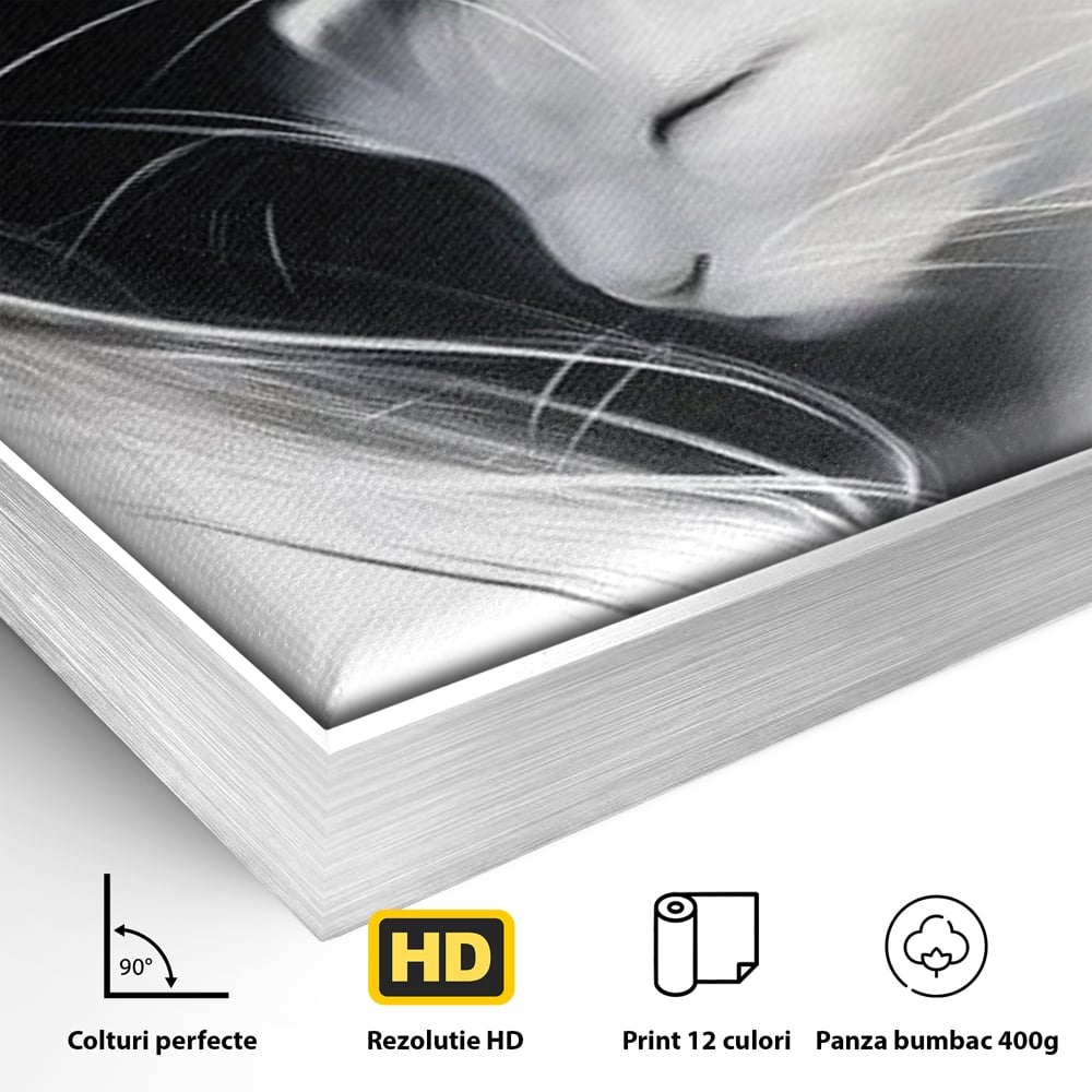 Detaliu al suprafetei: tablou canvas cu pisici alb si negru, in rama de aluminiu argintiu