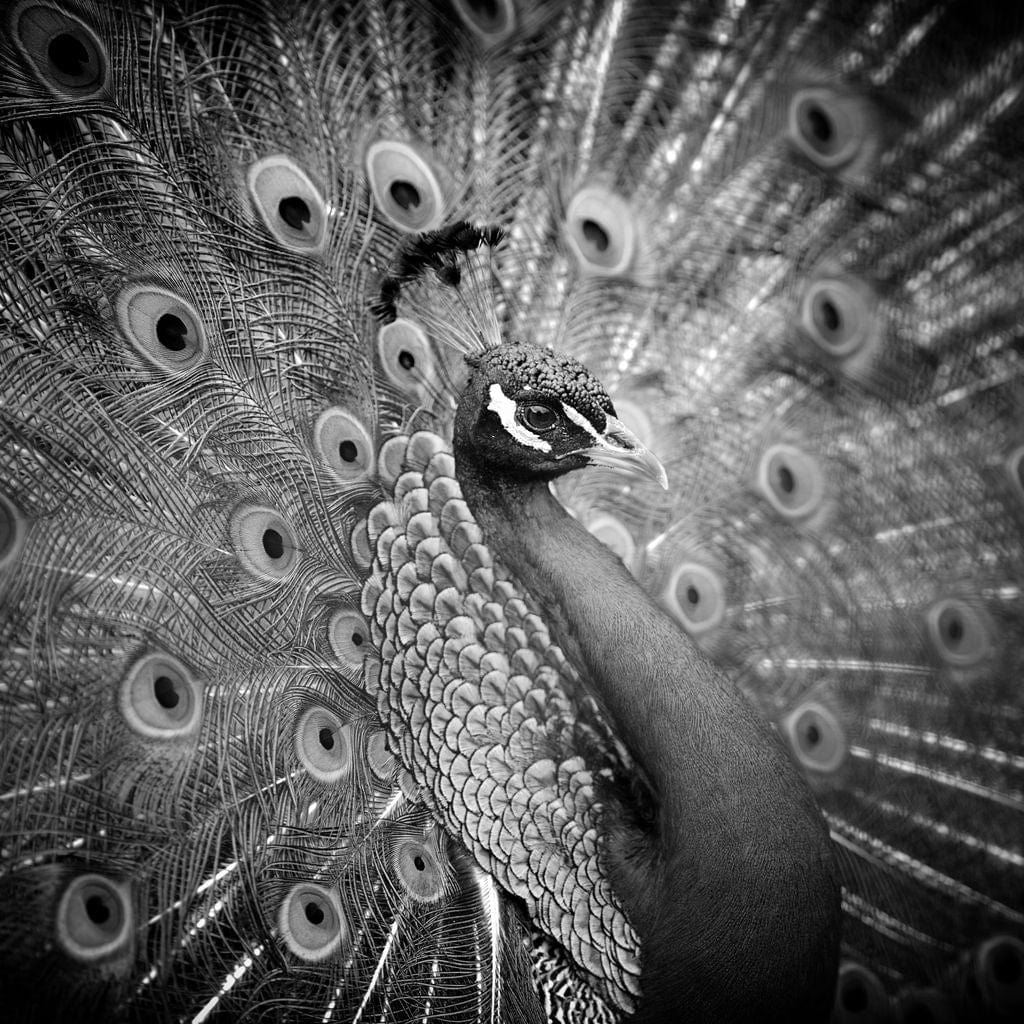 tablou canvas cu un paun cu penajul expus in nuante de alb si negru, pe fundal intunecat