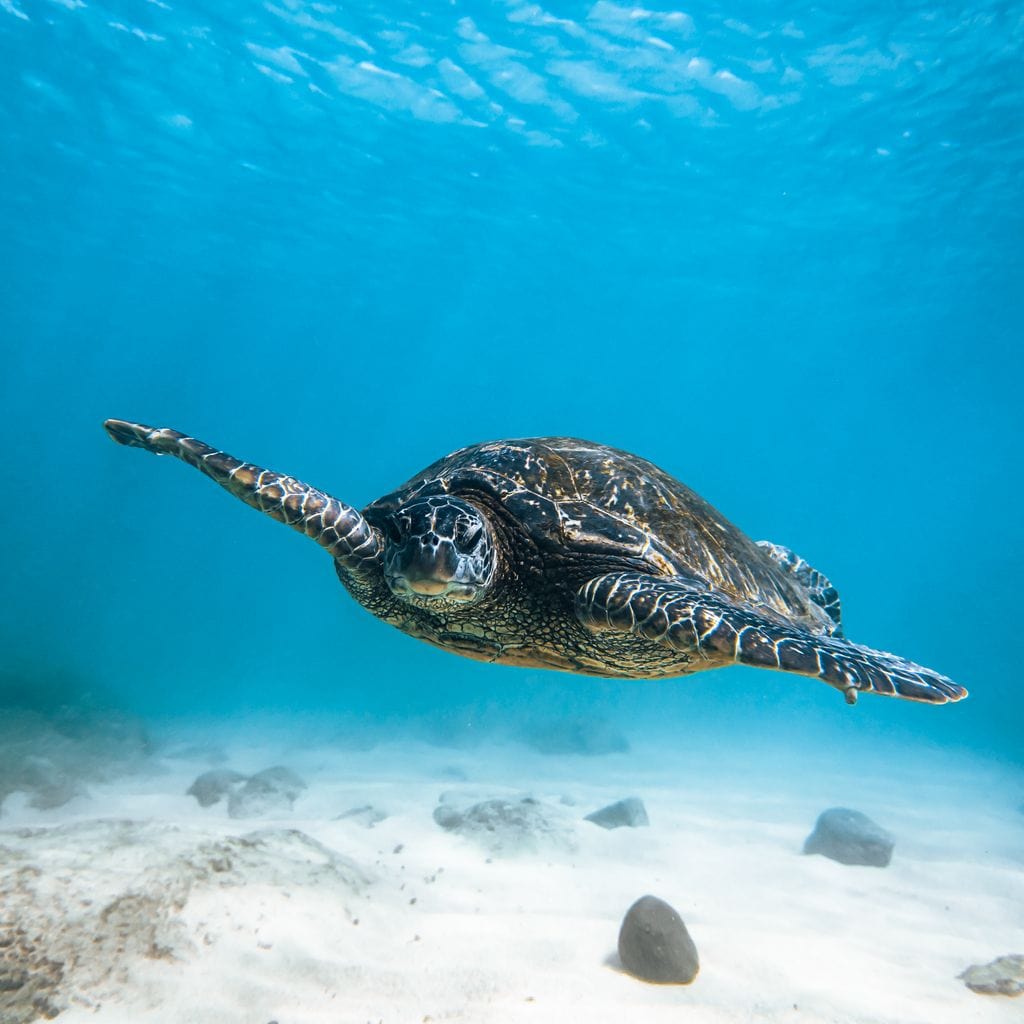 tablou canvas cu o testoasa plutind in adancurile unui ocean albastru